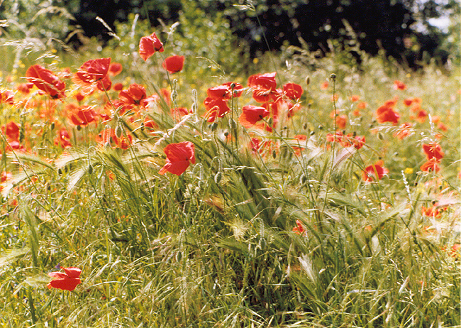 Field of Poppies, Belgrade.
Photography, 1999